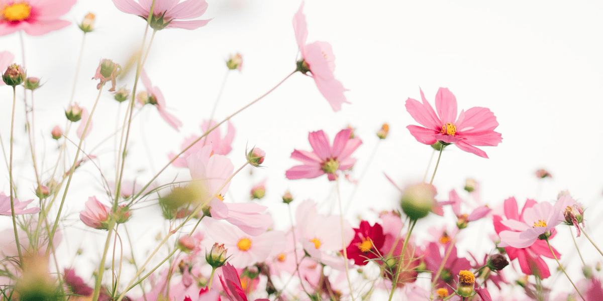 fleurs printemps jeux de société ambiance picnic