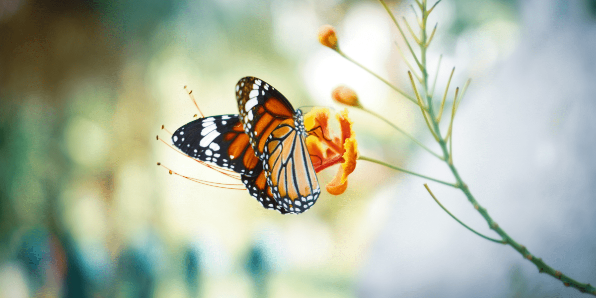 papillon mariposas jeu de société
